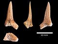 Carcharias samhammeri tooth, Menuha Formation.