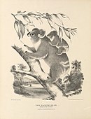 The Koala, or Native Bear, Phascolarctos cinereus, illustration by Harriet Morgan, from Krefft's The Mammals of Australia (1871f).