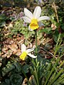 Narcissus 'Jack Snipe'