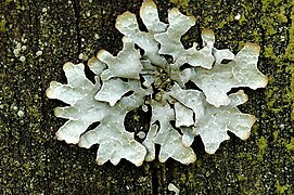 Multiple lobed, green, leafy segments crisscrossed with thin white lines and tipped with burnt-looking brown ends