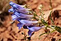 Flowers of Penstemon glaber