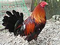 Philippine rooster (Gallus gallus; sunóy in the Visayan languages)