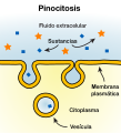 Spanish version - pinocitosis