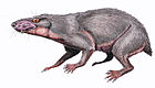 Regisaurus jacobi