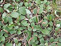 Salix reticulata male plant