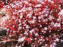 Sedum caeruleum, the sky stone-crop