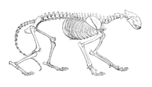 Drawing of tiger skeleton