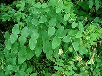 Pea-flowered vetch (V. pisiformis)