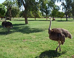 Ostriches