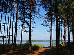Vaskin Pine Wood, a protected area of Russia in Belozersky District