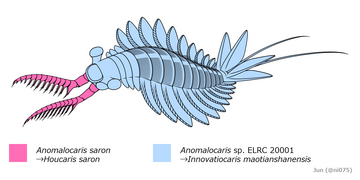 Outdated, chimeric reconstruction based on frontal appendage of H. saron and body of Innovatiocaris that is previously considered as whole body fossil of H. saron
