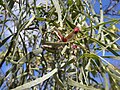 Acacia salicina pod displaying bright red arils attached to black seeds.