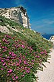 Weathered soil of pumice near "Balos Harbour", flourishing Lampranthus