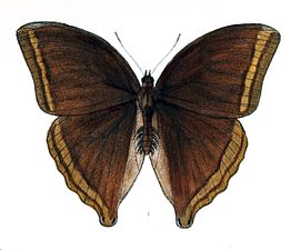 Dorsal view