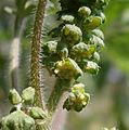 Ambrosia artemisiifolia male flowers