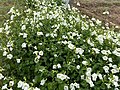 Asystasia Gangetia White @ SahajaSiddha BuchiReddypalem , Nellore district, Andhra pradesh, India.