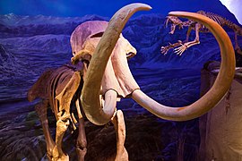 冰河时期的猛犸象（长毛象）化石