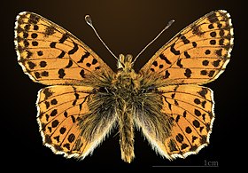 mounted specimen, dorsal side, France