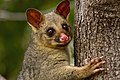 Common brushtail possum in the park.