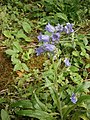 Campanula barbata