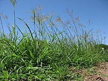 Grass with inflorescence in front of blue sky