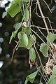 Coccinia grandis young fruits