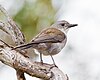 grey shrikethrush, Mortimer Bay