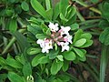 Daphne ×burkwoodii opening