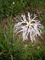 Dianthus superbus