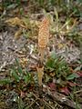 Equisetum arvense fertile stem