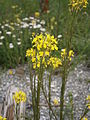 Erysimum hieraciifolium