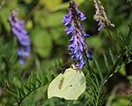 on Vicia cracca, Mount Ibuki, Shiga prefecture, Japan.