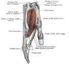 Tendons of forefinger and vincula tendina