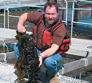 Photo of man in front of a railing, squatting on a metal grate above water holding cluster of hundreds of mussels. Behind the railing is a circular pond several 10s of feet in diameter.