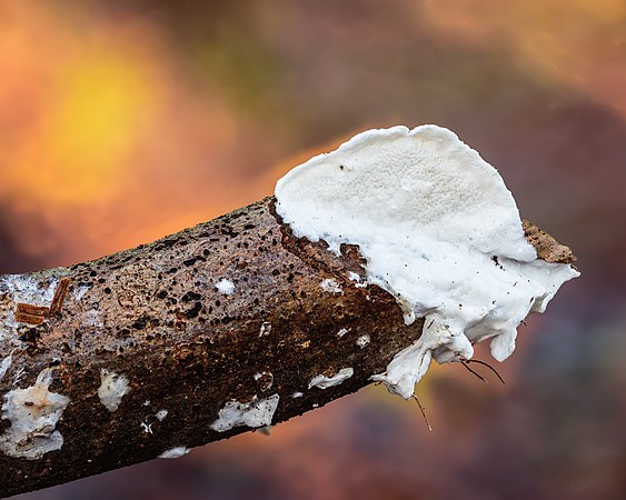 图为枯枝上的雪白干皮菌，由29张照片叠焦而成。