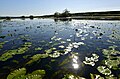 Lake Östen, a nature reserve in Sweden, looking approximately west