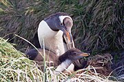 Gentoo penguin with chick