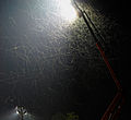 Moths attracted by floodlight02.jpg