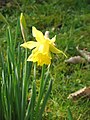 Narcissus hispanicus close-up