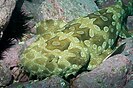 Spotted wobbegong