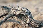 Desert horned lizard