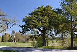 Raudmetsa pine in the village