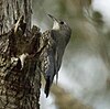 White-throated Treecreeper