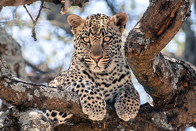 图为在树上歇息的野生幼豹（Panthera pardus），摄于坦桑尼亚的塞伦盖提国家公园。