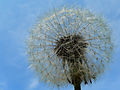 Dandelion Achene