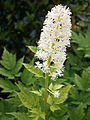 Actaea pachypoda