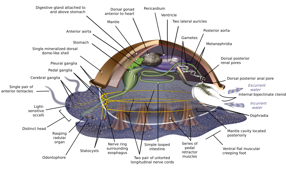 Anatomical diagram of a hypothetical ancestral mollusc