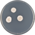 Aspergillus hiratsukae growing on CYA plate