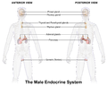 Male endocrine system