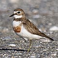 Double-banded plover